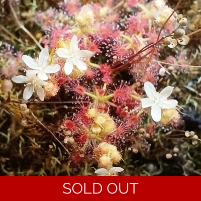 Drosera trichocaulis, 10+ gemmae